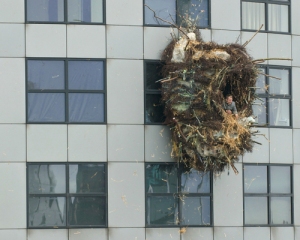 Rotterdam nest